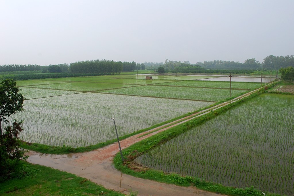 The Green Revolution